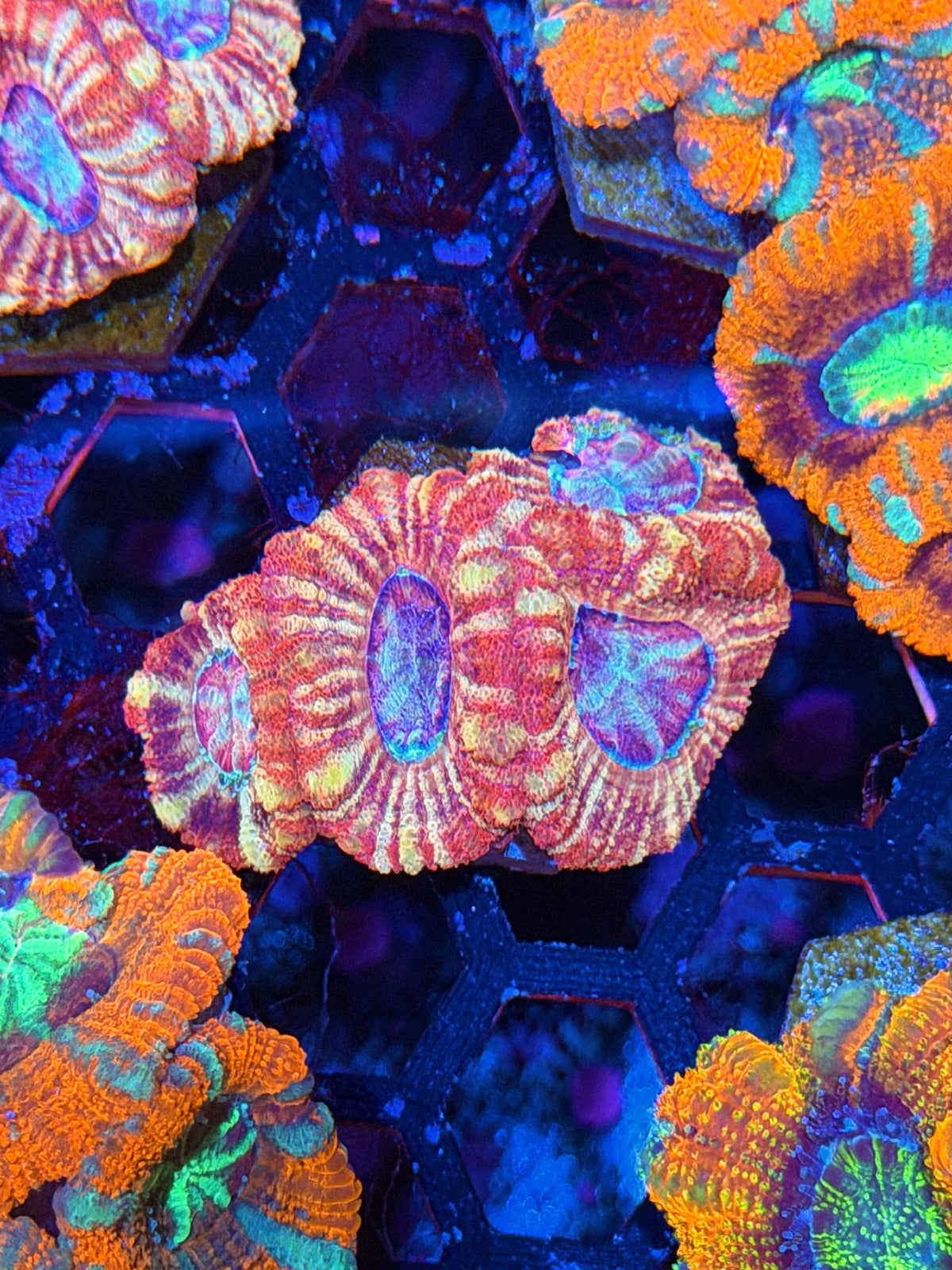 JEA Fruit Stripes Asian Acans 4 Heads XL 10/10