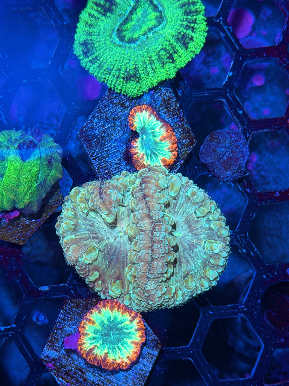 JEA Circus Animal Blastomussa Coral 2 Heads 10/10
