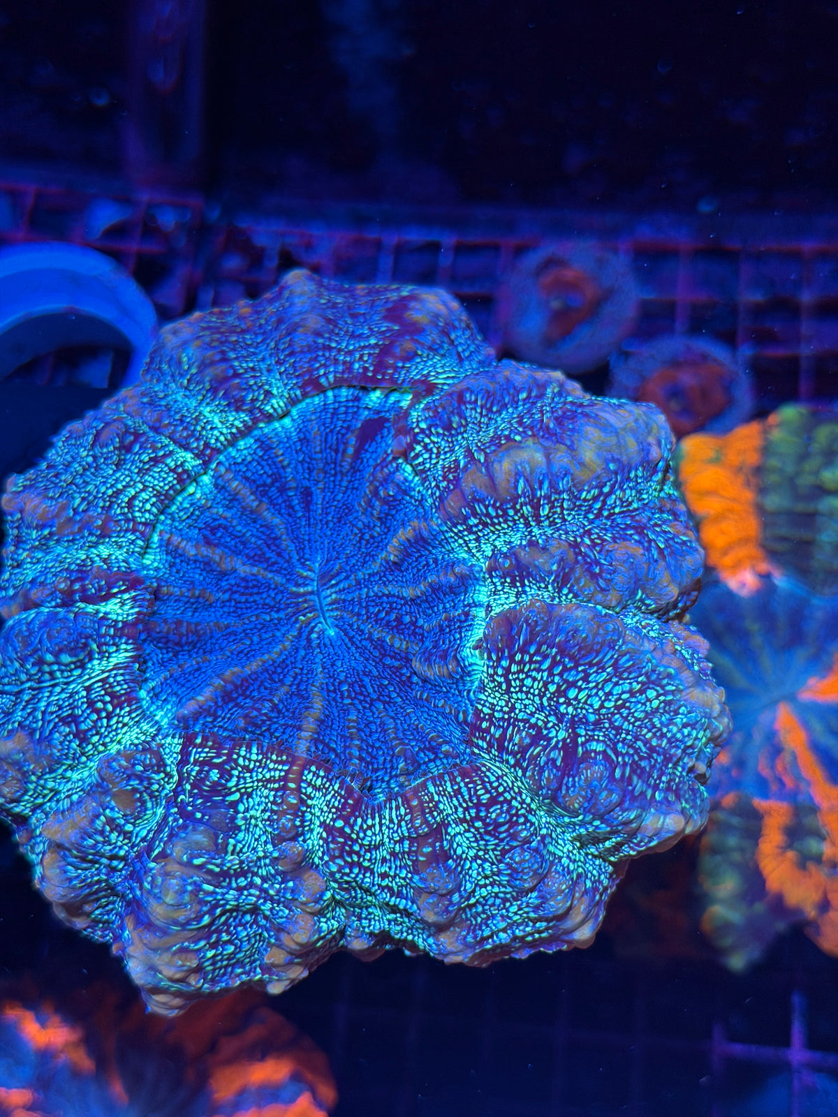JEA Blue Galaxy Glitter Acanthophyllia Coral 10/10