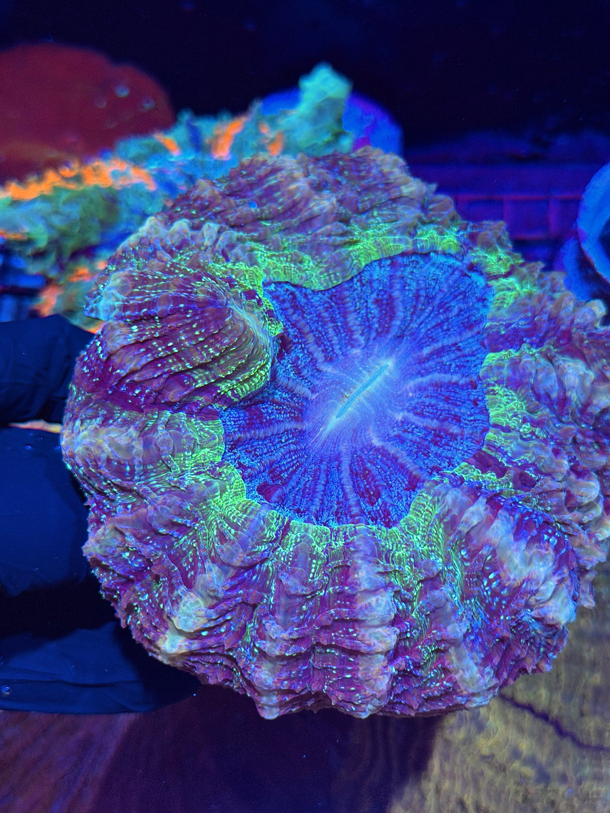 Insane Galaxy Glitter Acanthophyllia meat Coral Show Piece 10/11
