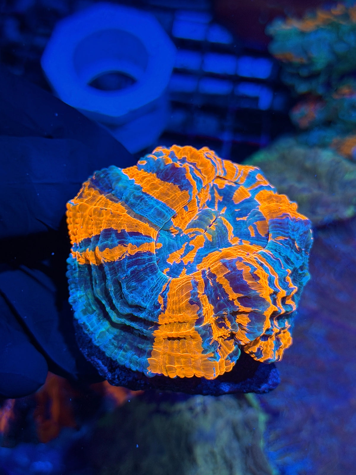 Insanely Bright Acantophyllia Meat Coral ( Show Piece for Smaller Tank) 10/11