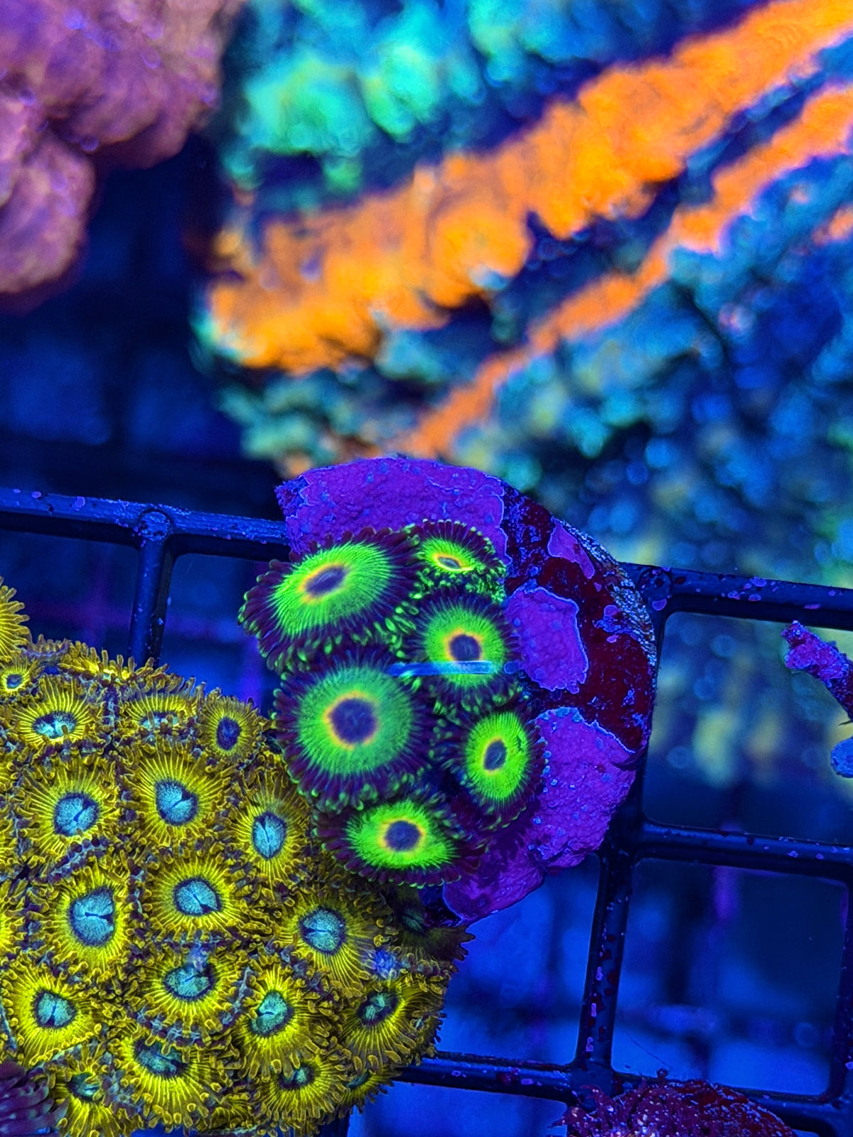 WWC Island Times Zoanthid Coral 7 Polyps 10/10