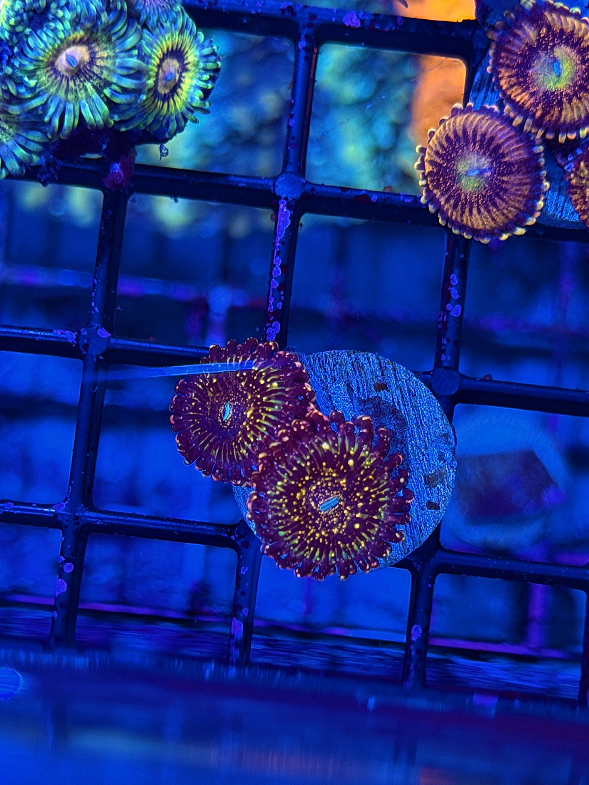 Jason Fox Frankies Acid Trip Zoanthid Coral 2 Polyps 10/11