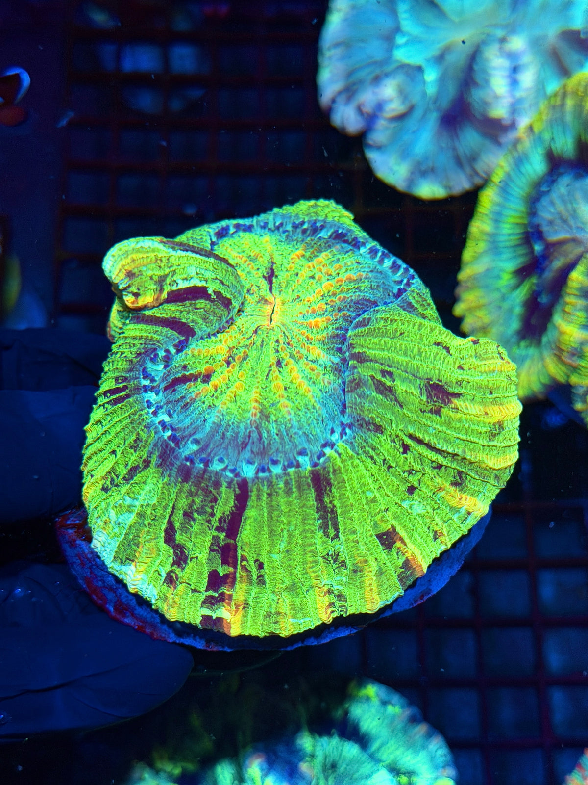 Toxic Rainbow Wellsophyllia Meat Coral Collectors Piece 10/11