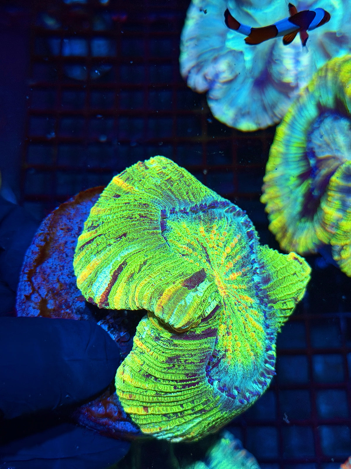 Toxic Rainbow Wellsophyllia Meat Coral Collectors Piece 10/11