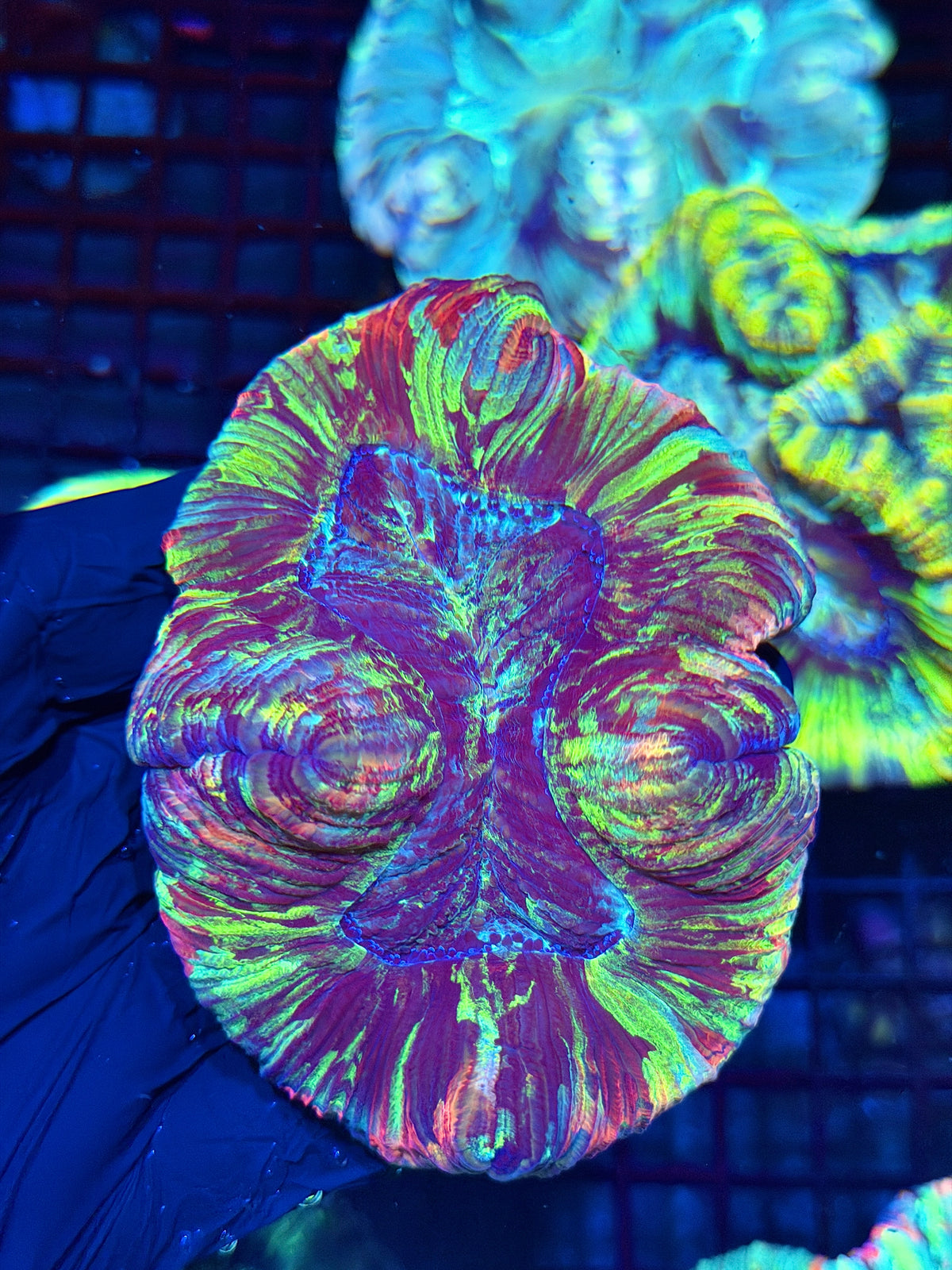Rainbow Wellsophyllia Meat Coral 10/11