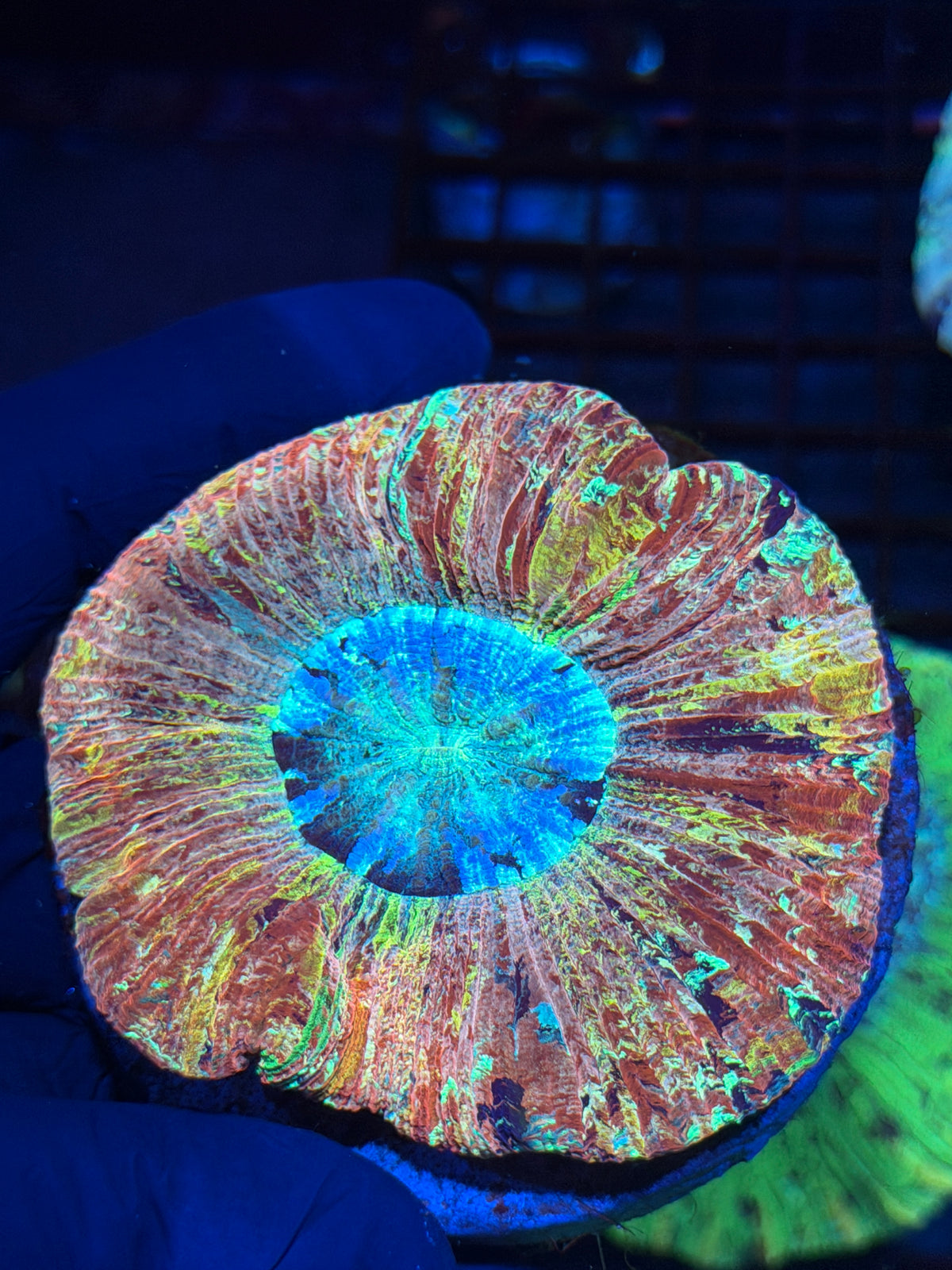 1/1 Rainbow Wellsophyllia Meat Coral Insane Show Piece 10/11
