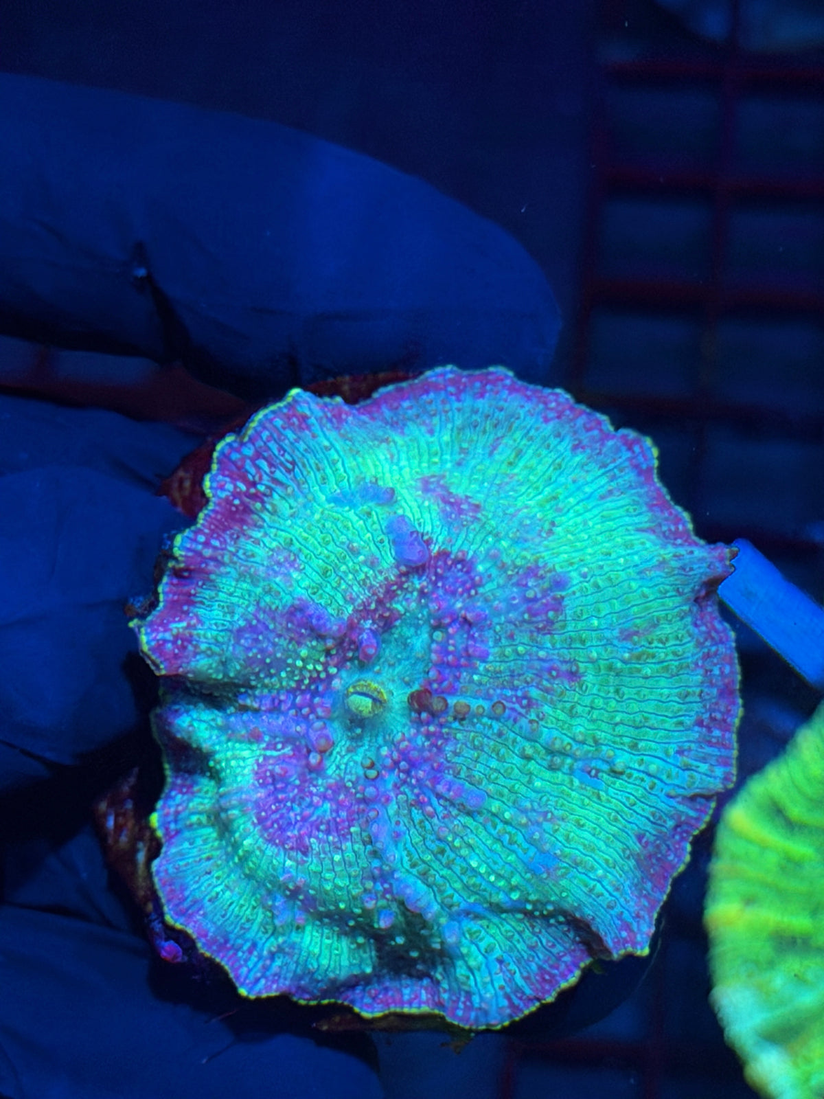 JEA Rainbow Jawbreaker Mushroom Coral XXL Bouncing 10/11