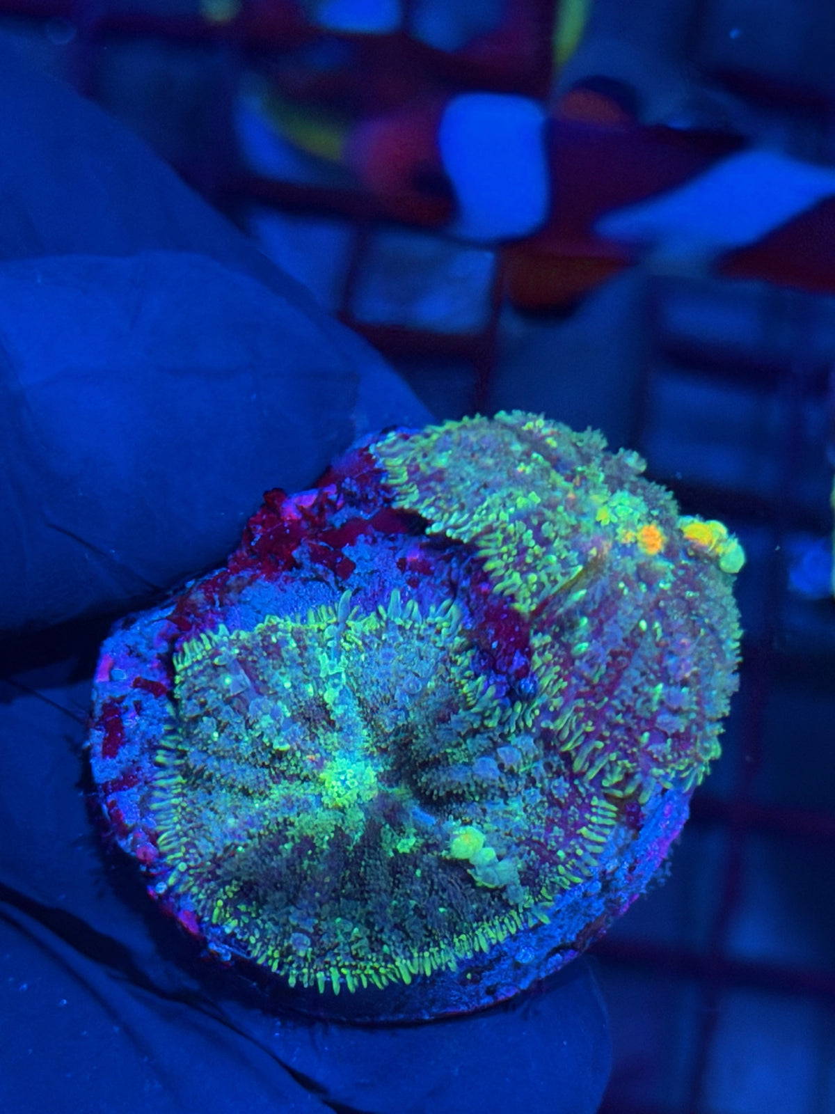 JEA Powerball Bounce Mushroom Coral Multi 10/11