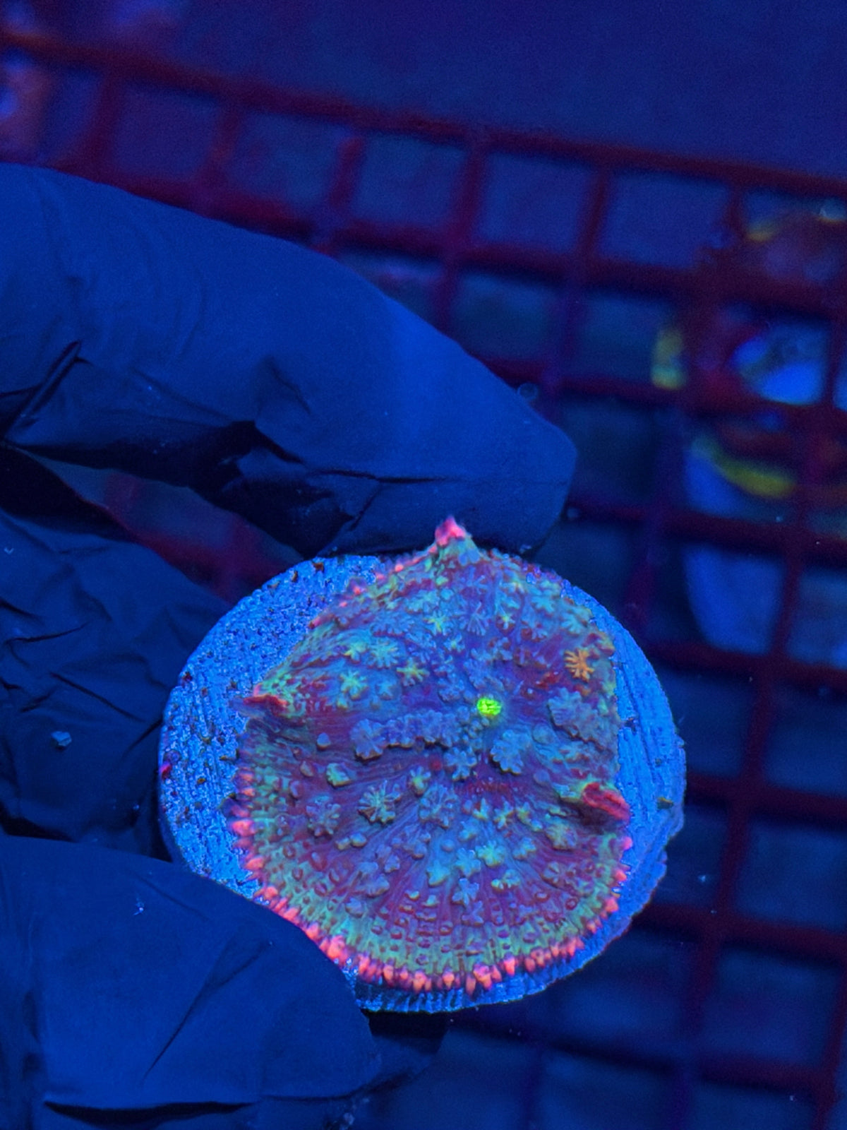 JEA Indo Frankenstein Mushroom Coral 10/11