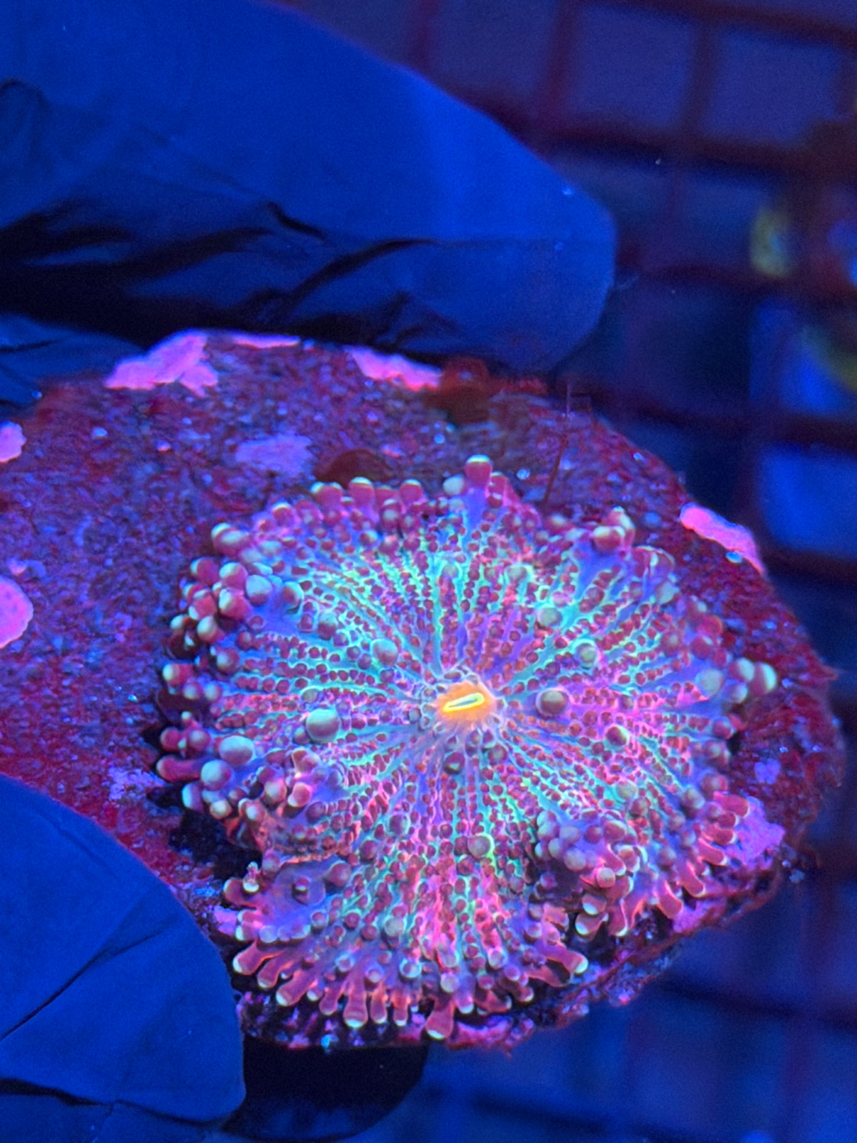 JEA Paint Splatter Yuma Mushroom Coral XL 10/10
