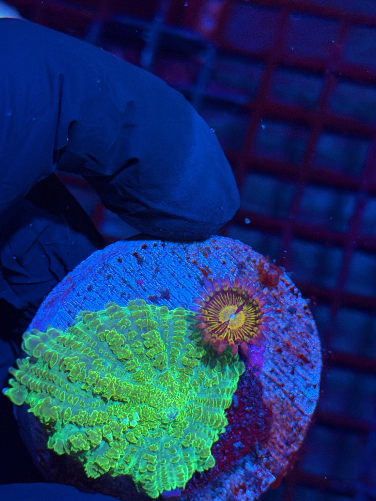 JEA TMNT Mushroom Coral XL Combo With Buttkisser Zoanthid 10/10