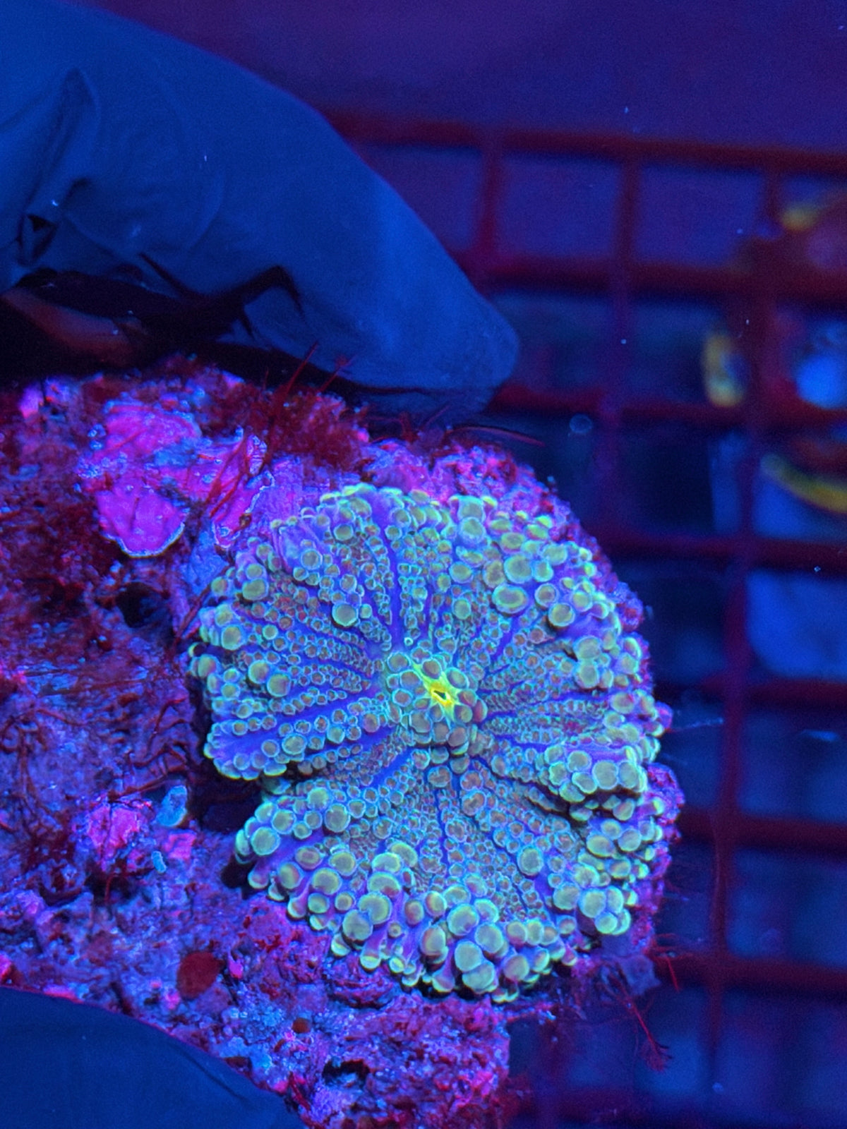 JEA Riddler Yuma Mushroom Coral XL 10/10