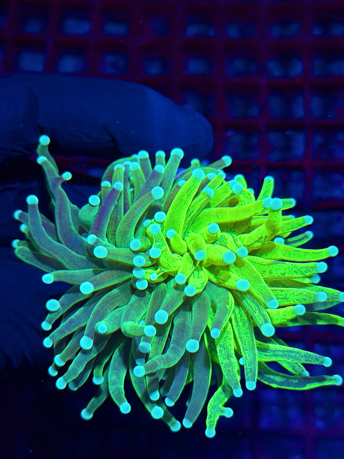 JEA Glitter Grafted Master Holy Grail Torch Coral Collectors Piece 1/1 10/11