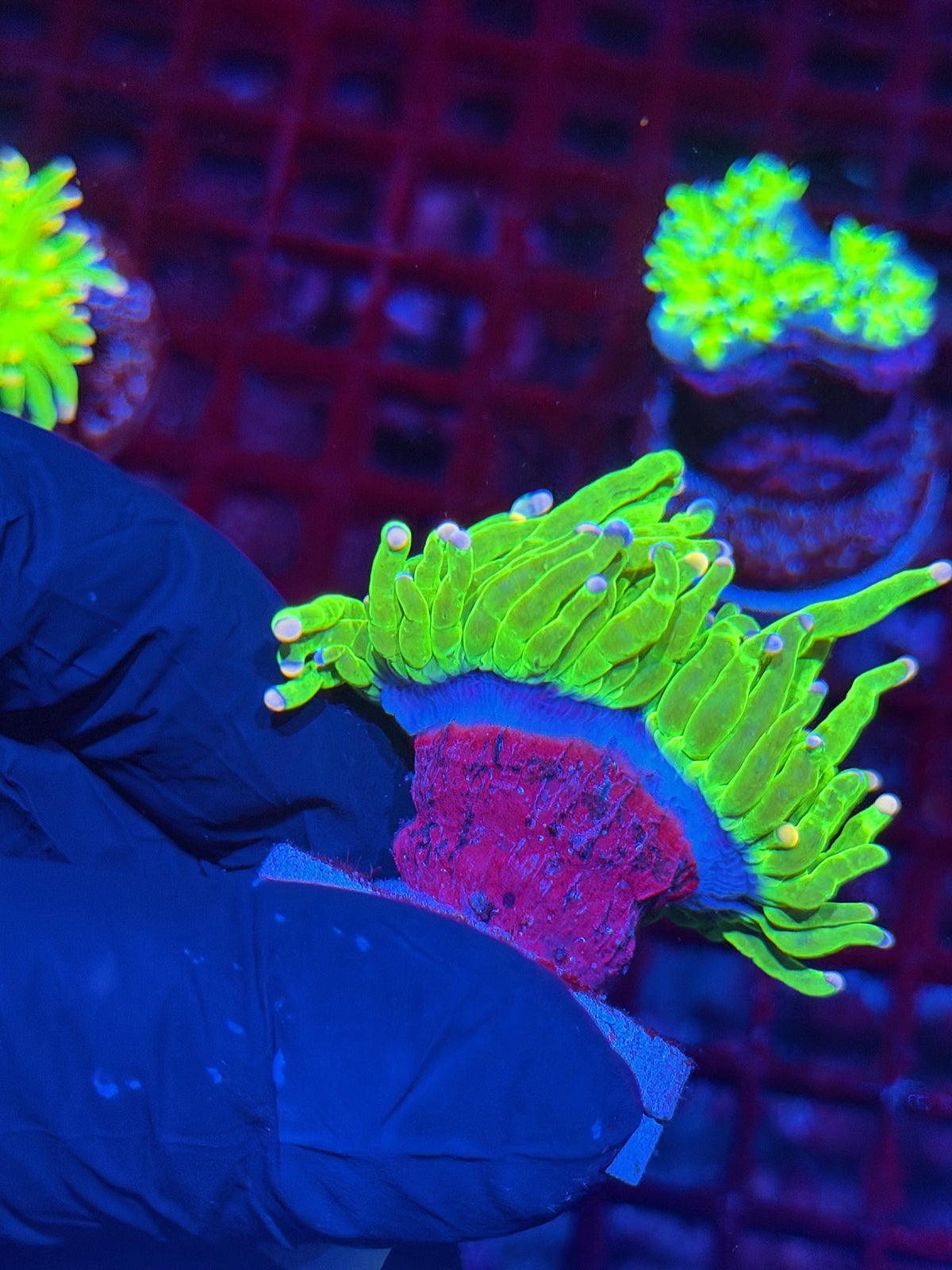 JEA Jelly Bean Holy Grail Torch Coral 2 Heads Splitting 10/10