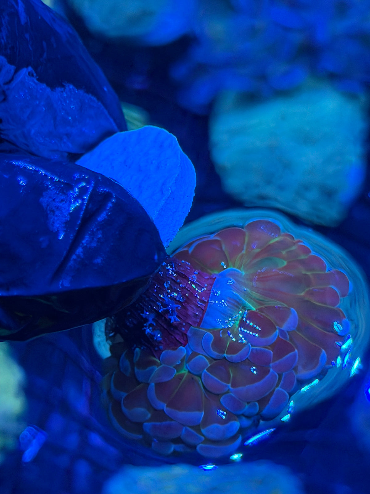 JEA Rainbow Blaster Hammer Coral 2 Heads Splitting XL 10/11