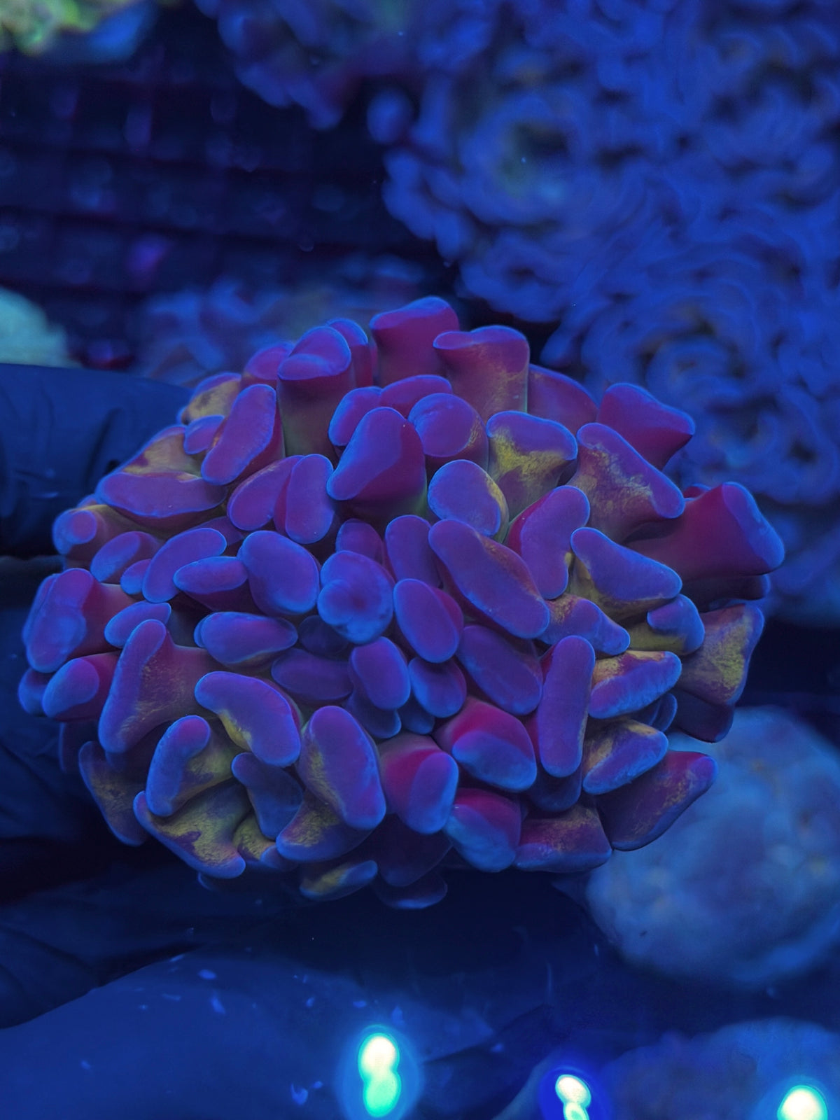 JEA Freakshow Hammer Coral 3 Heads Splitting XXL 10/11