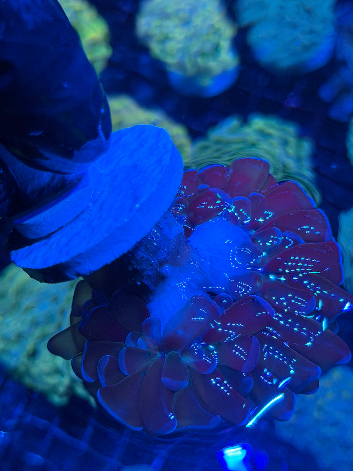 JEA Freakshow Hammer Coral 3 Heads Splitting XXL 10/11