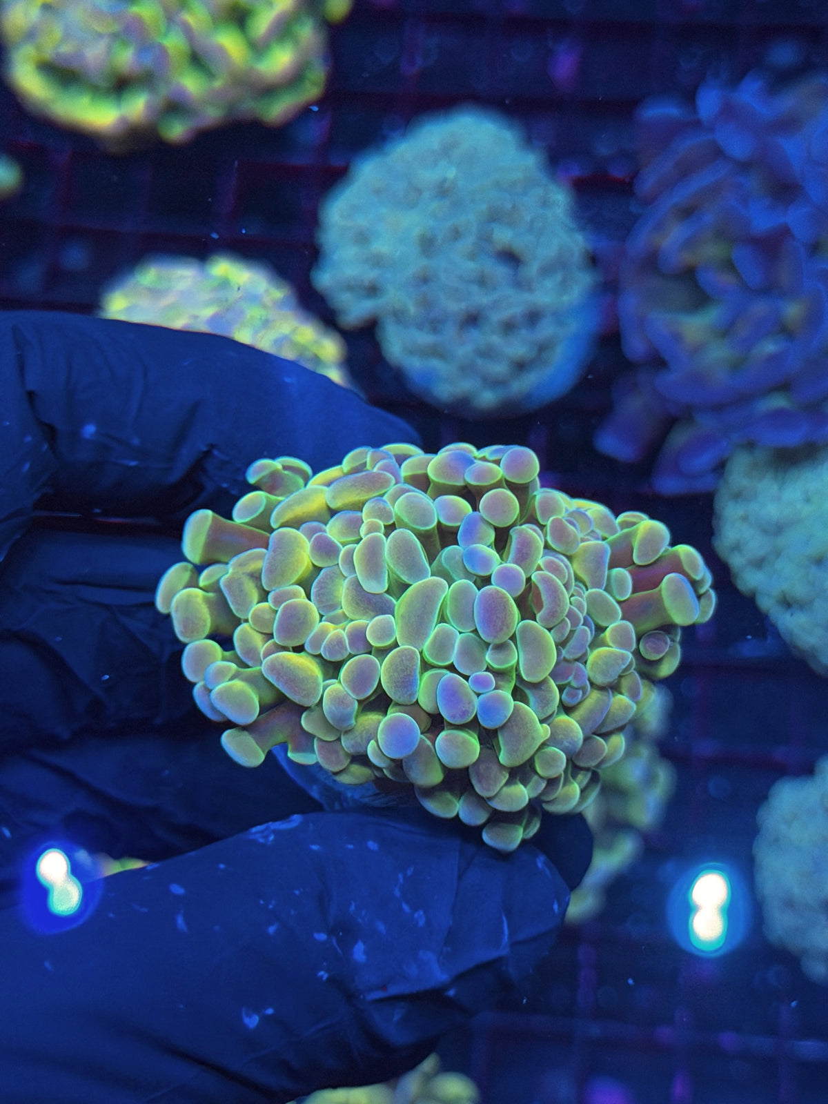 JEA Rainbow Fusion Hammer Coral 2 Heads XL 10/10