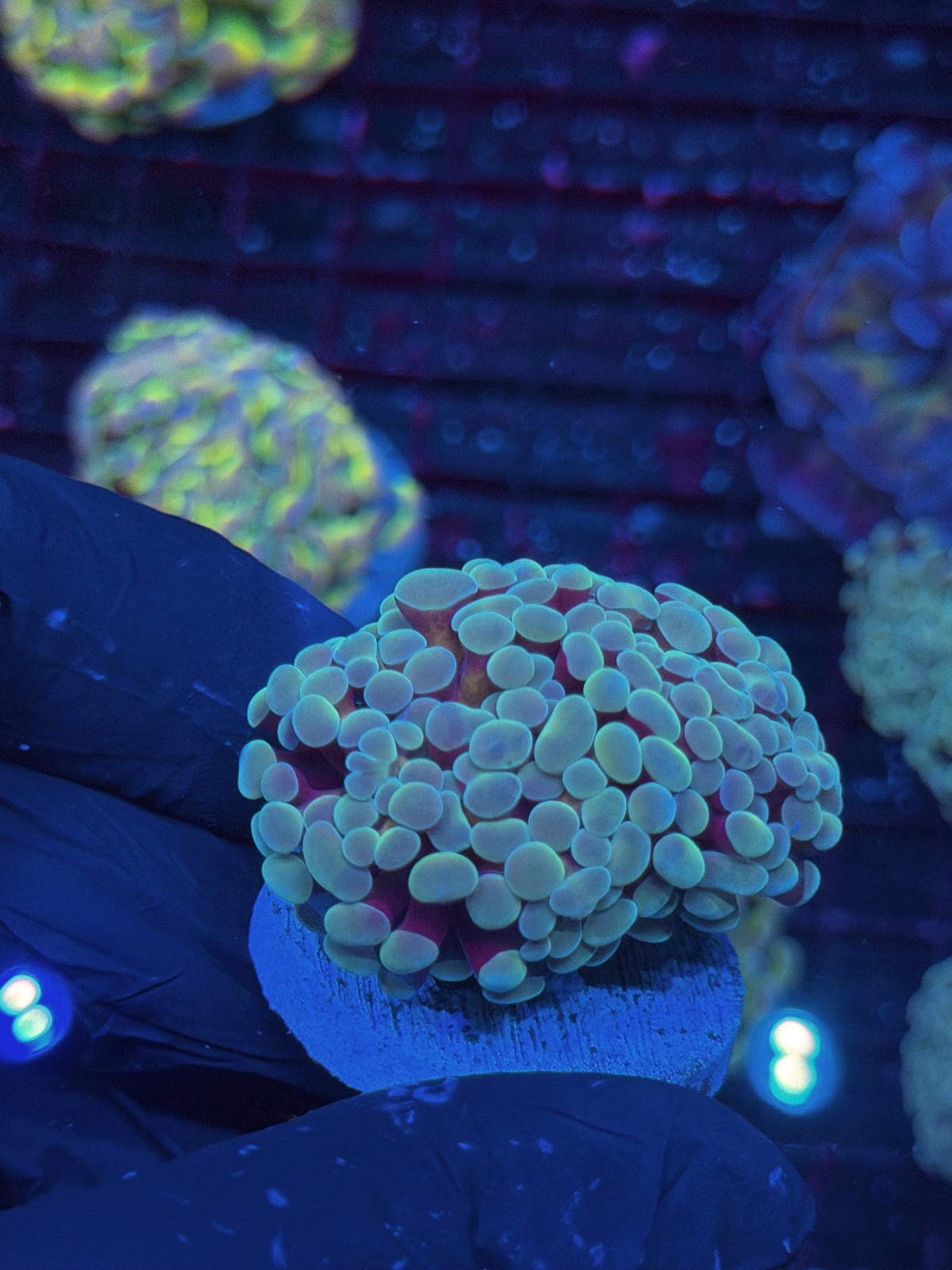 JEA Thors Hammer Coral 2 Heads Splitting XL 10/11