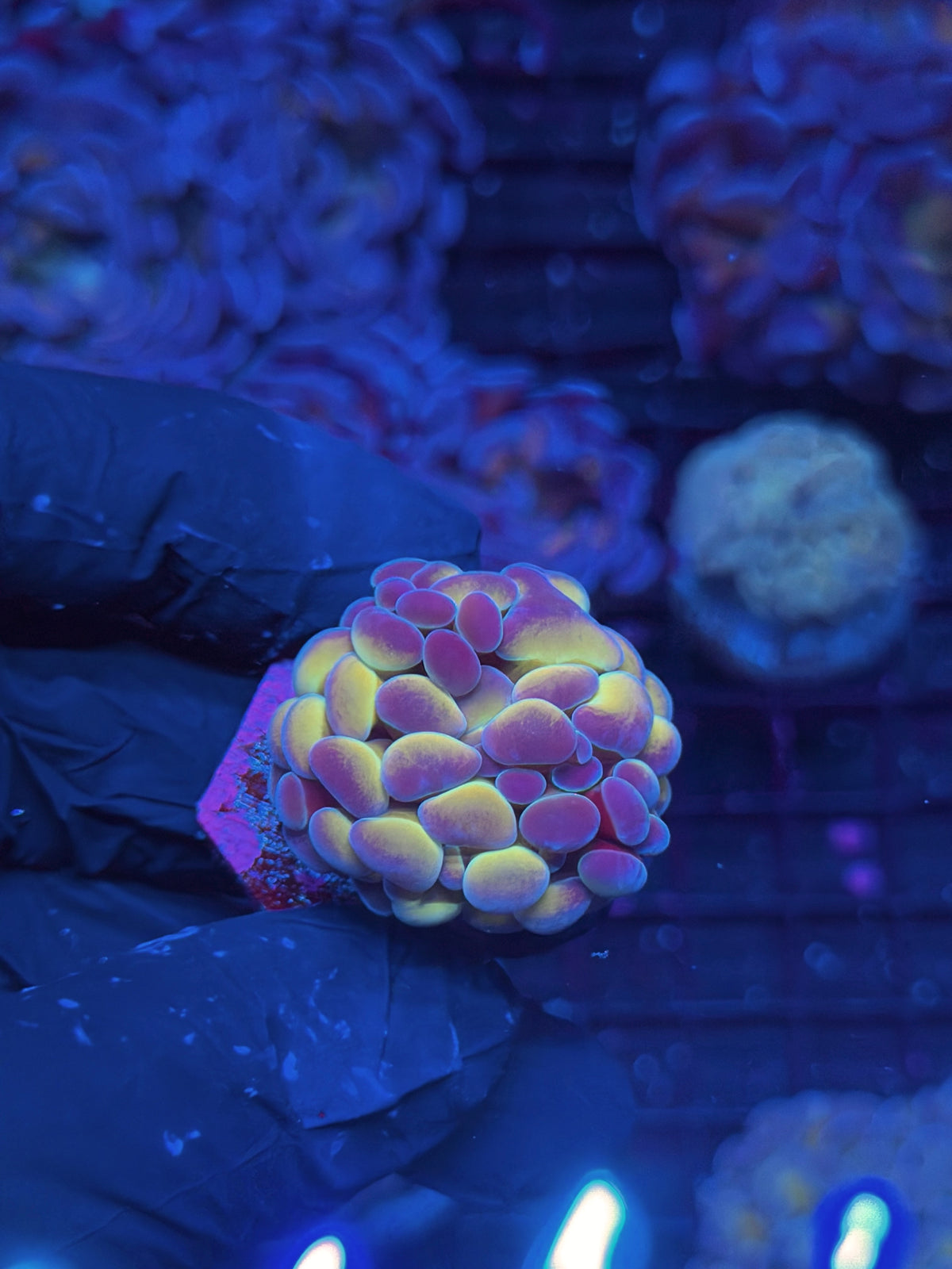 JEA Orange Holo Hammer Coral 1 Head Xl 10/10