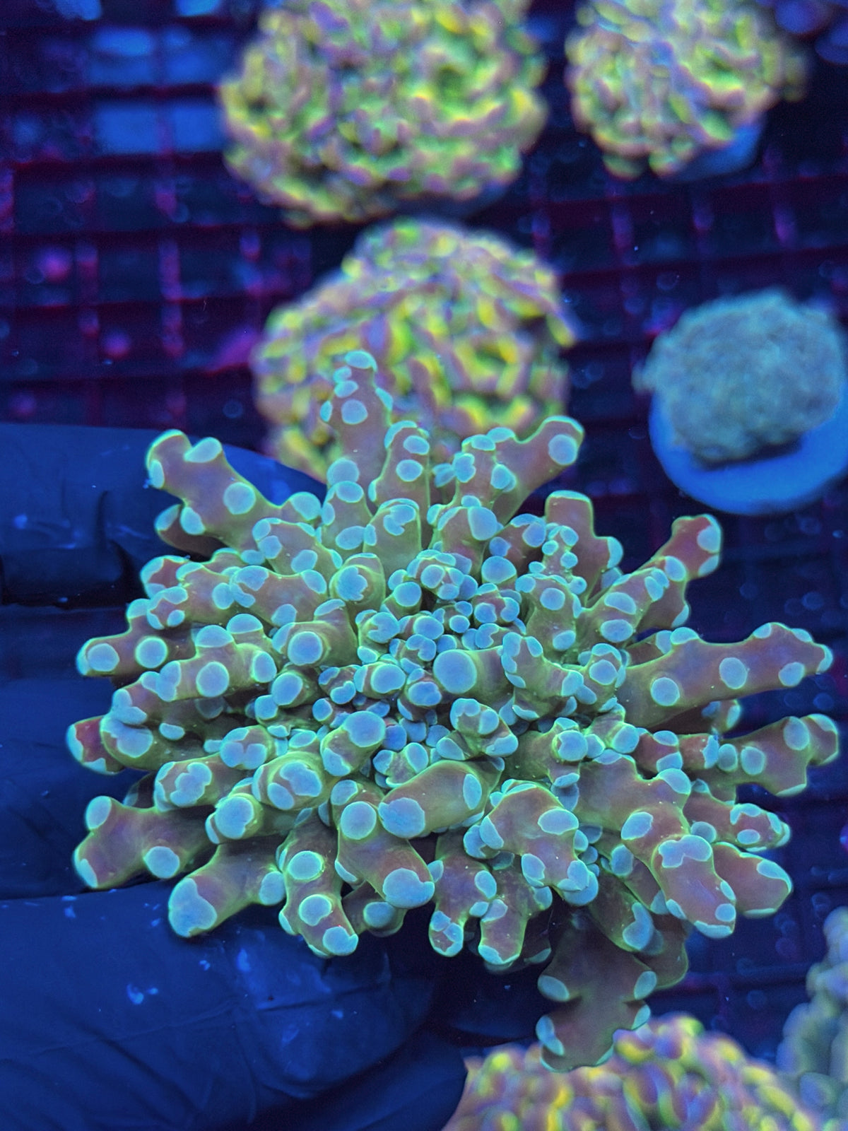 JEA Holy Relic Frogspawn Coral 2 Heads XL 10/11