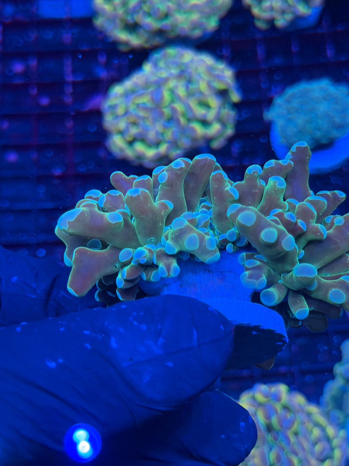 JEA Holy Relic Frogspawn Coral 2 Heads XL 10/11