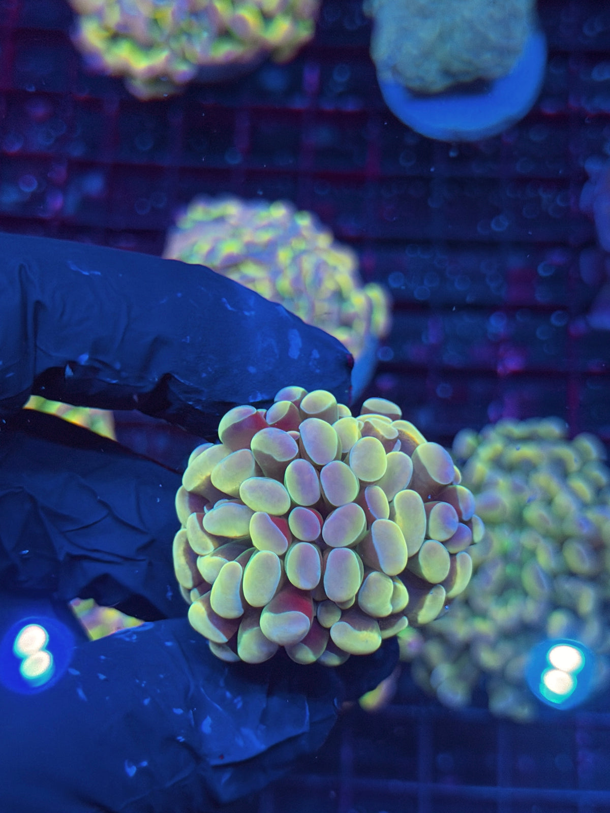 JEA Yellow Holo Hammer Coral 1 Head Splitting XL 10/10