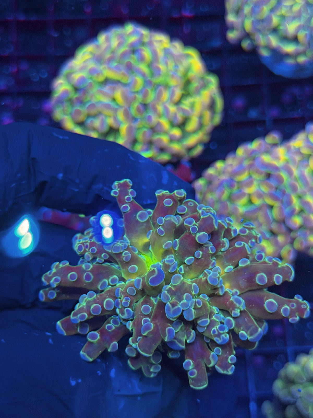 JEA Blue Magic Frogspawn Coral 1 Head XL 10/11