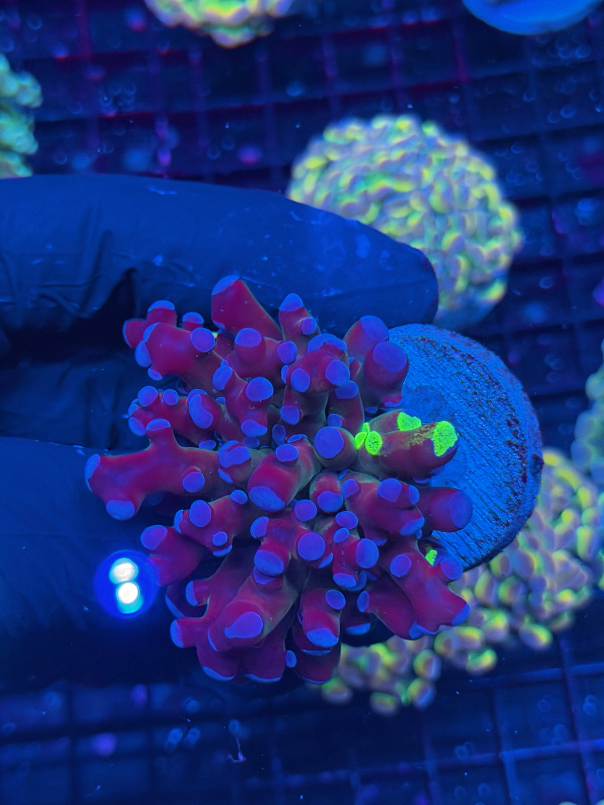 JEA Grafted Mardi Gras Frogspawn Coral 1 XL Head 10/11