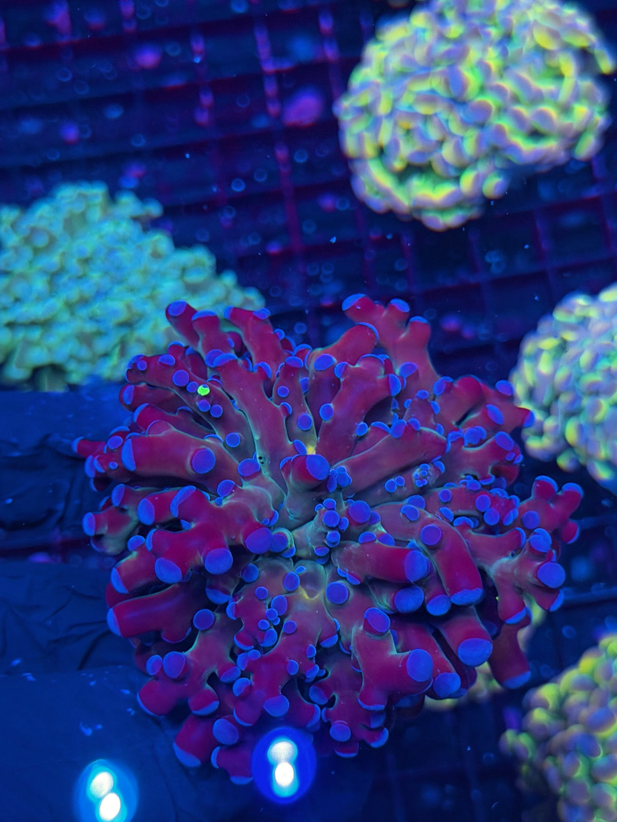 JEA Grafted Mardi Gras Frogspawn Coral 1 XL Head 10/10