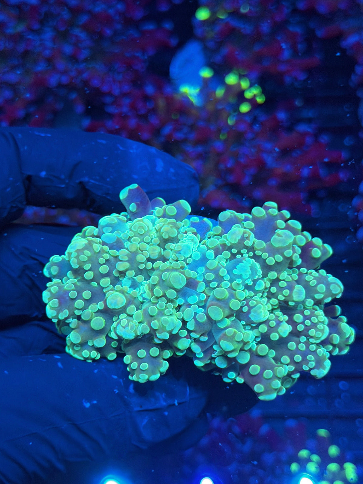 JEA Whitewalker Frogspawn Coral 2XL Head Splitting 10/10