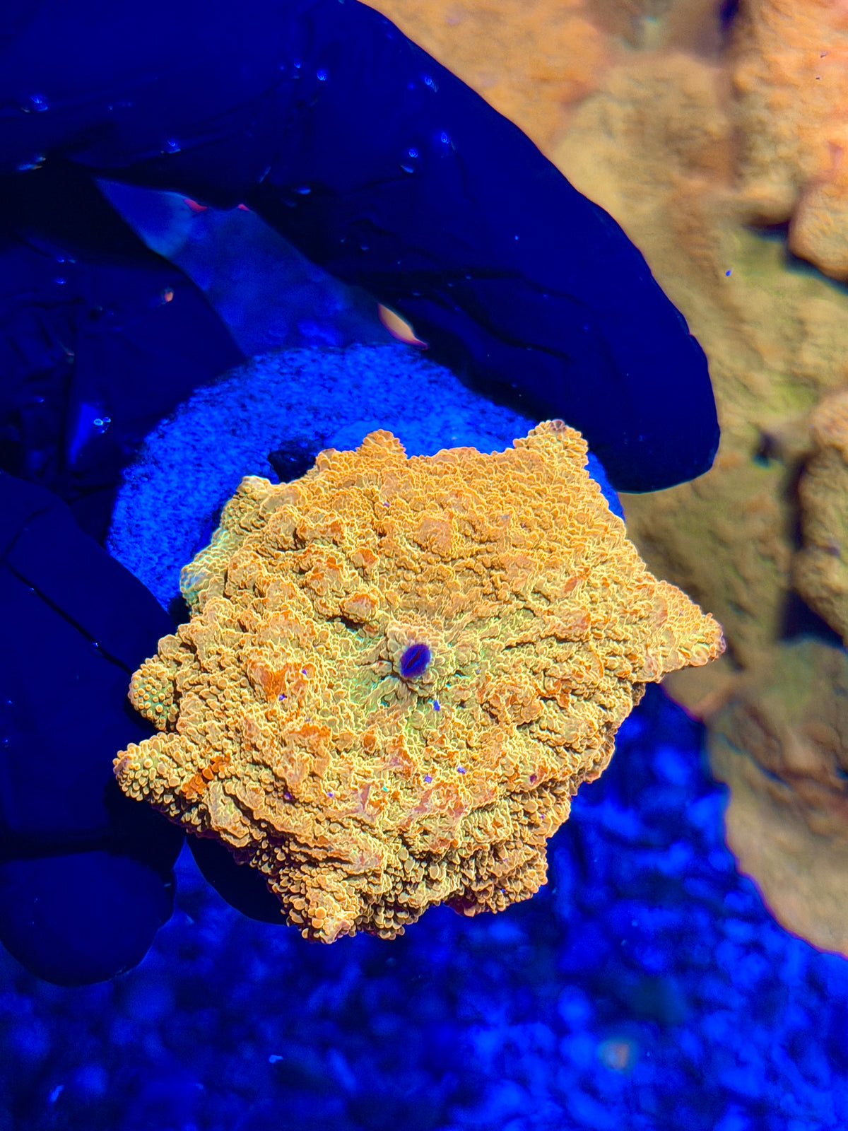 JEA Bouncing Jawbreaker Mushroom Coral XXL Red & Green (Mama in pictures) 10/11