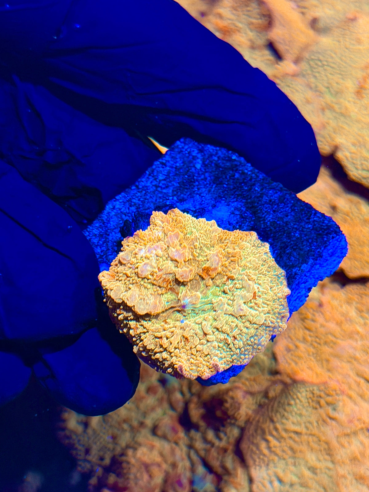 JEA Bouncing Jawbreaker Mushroom Coral Red/Green (Mama in pics) 10/10