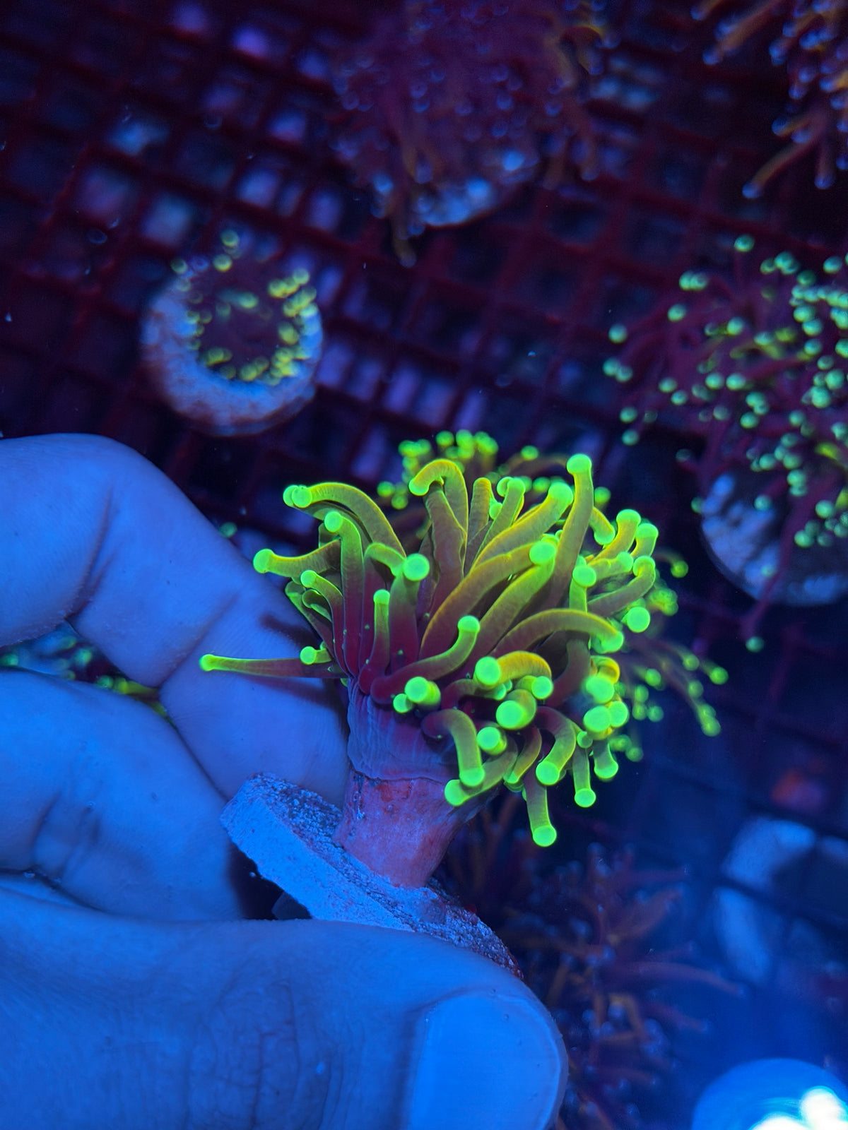 JEA Hellfire Torch Coral 1 Head XL 10/11