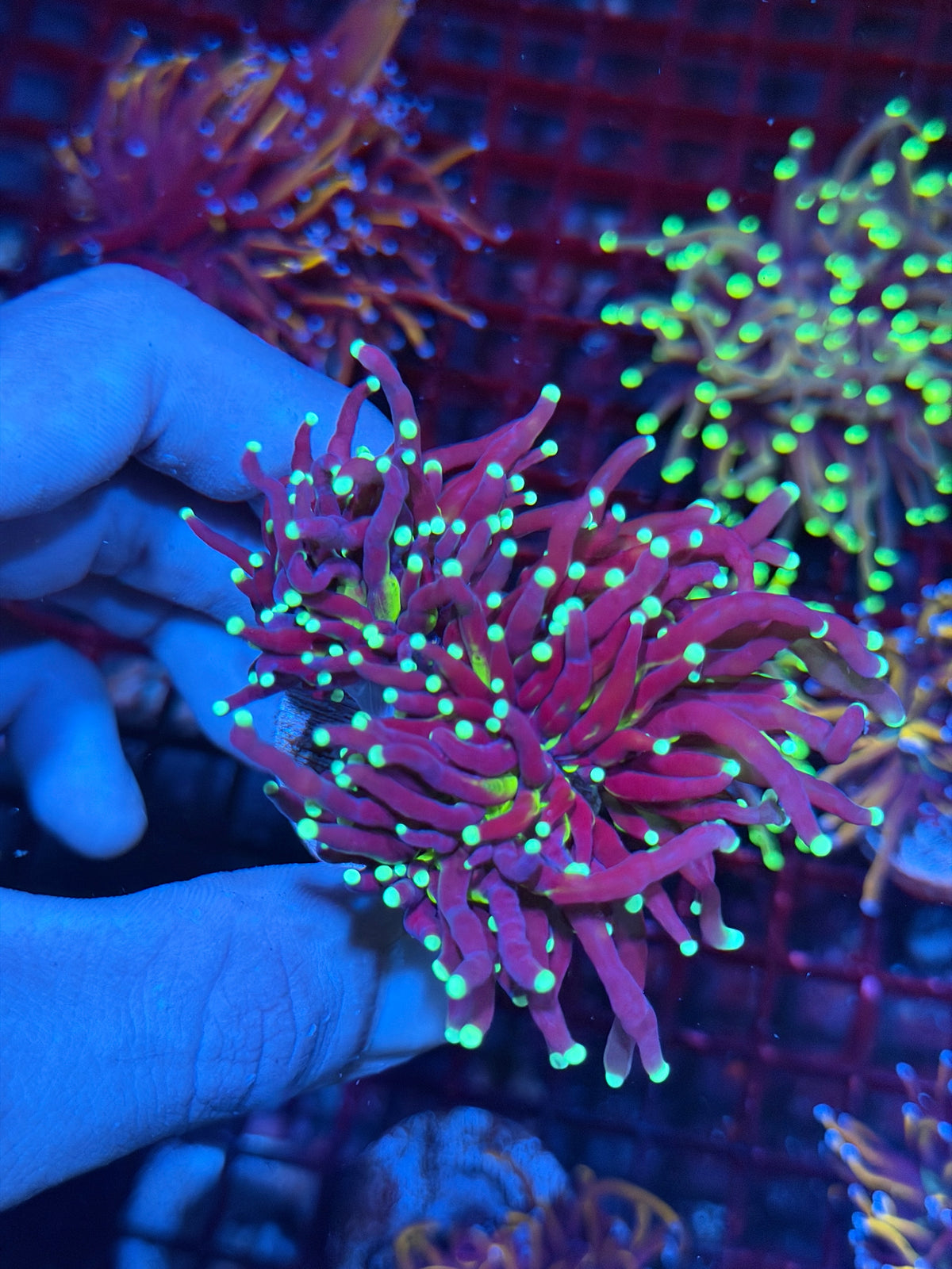 JEA Medusa Torch Coral 3 Heads Splitting XL 10/11