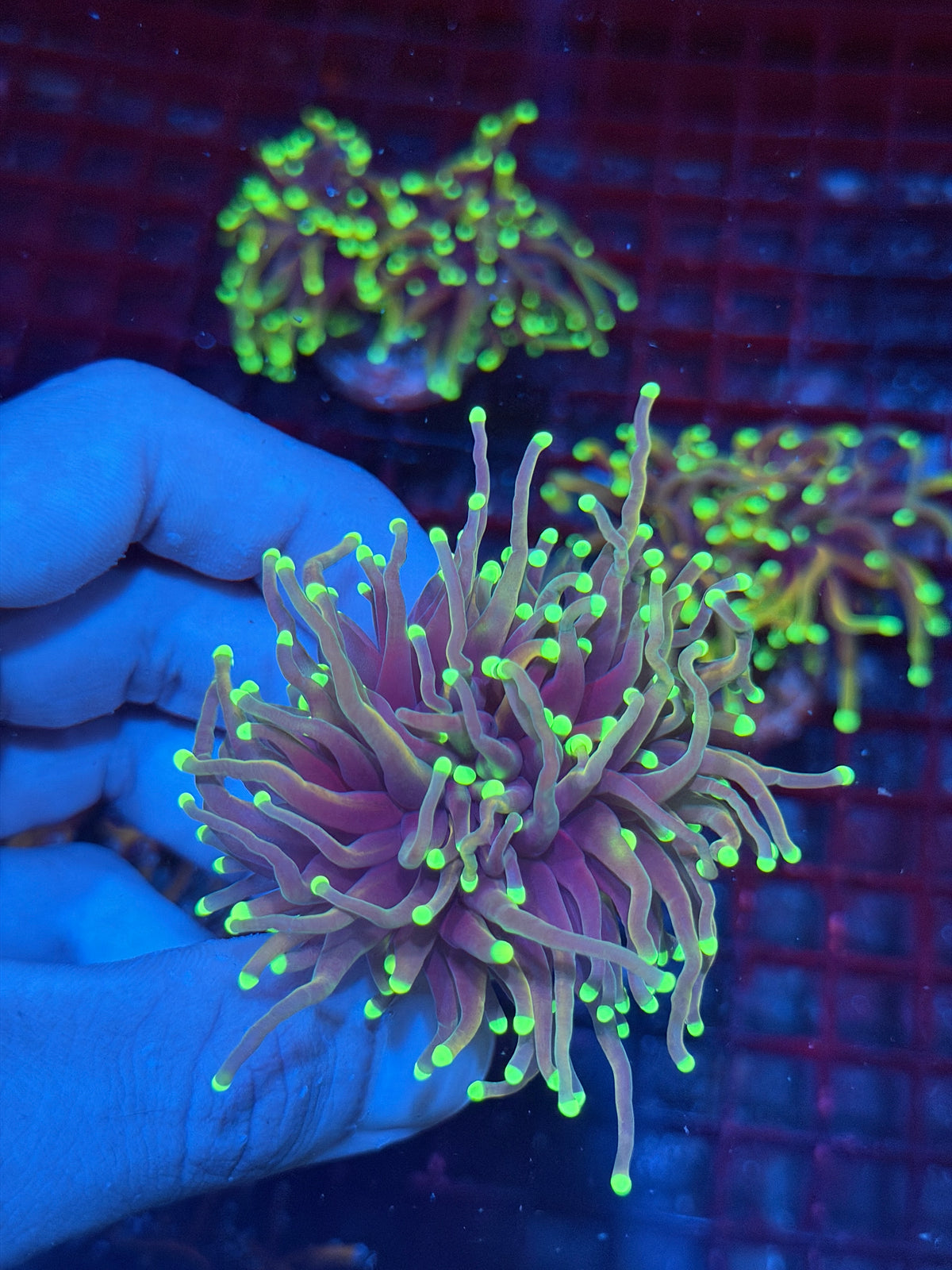JEA Glo Stick Torch Coral 1 XL Head Splitting 10/10