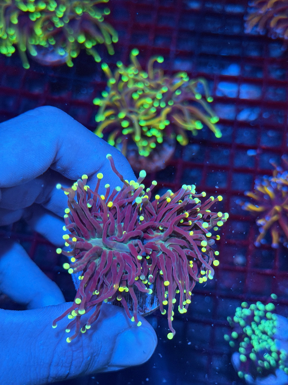 JEA Firefly Torch Coral 2 Heads XL 10/11