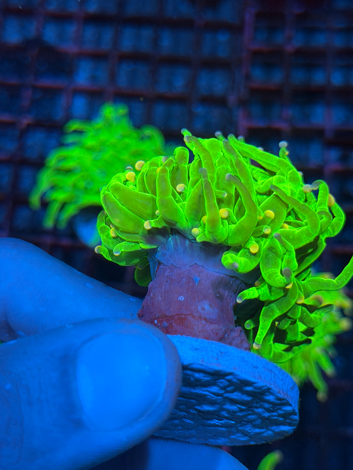 JEA Sweet Tarts Holy Grail Torch Coral 1 XL Head Splitting 10/10