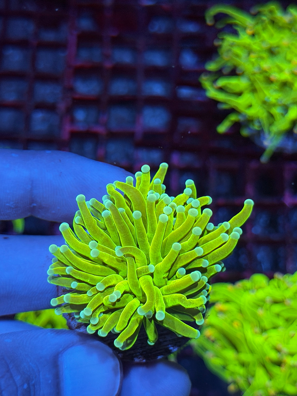 JEA White Widow Holy Grail Torch Coral 1 Head XL 10/11