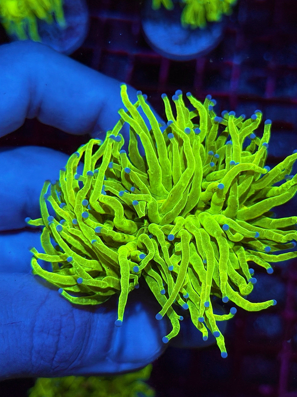 JEA Holy Grail Torch Coral 2 Heads XXL 10/25