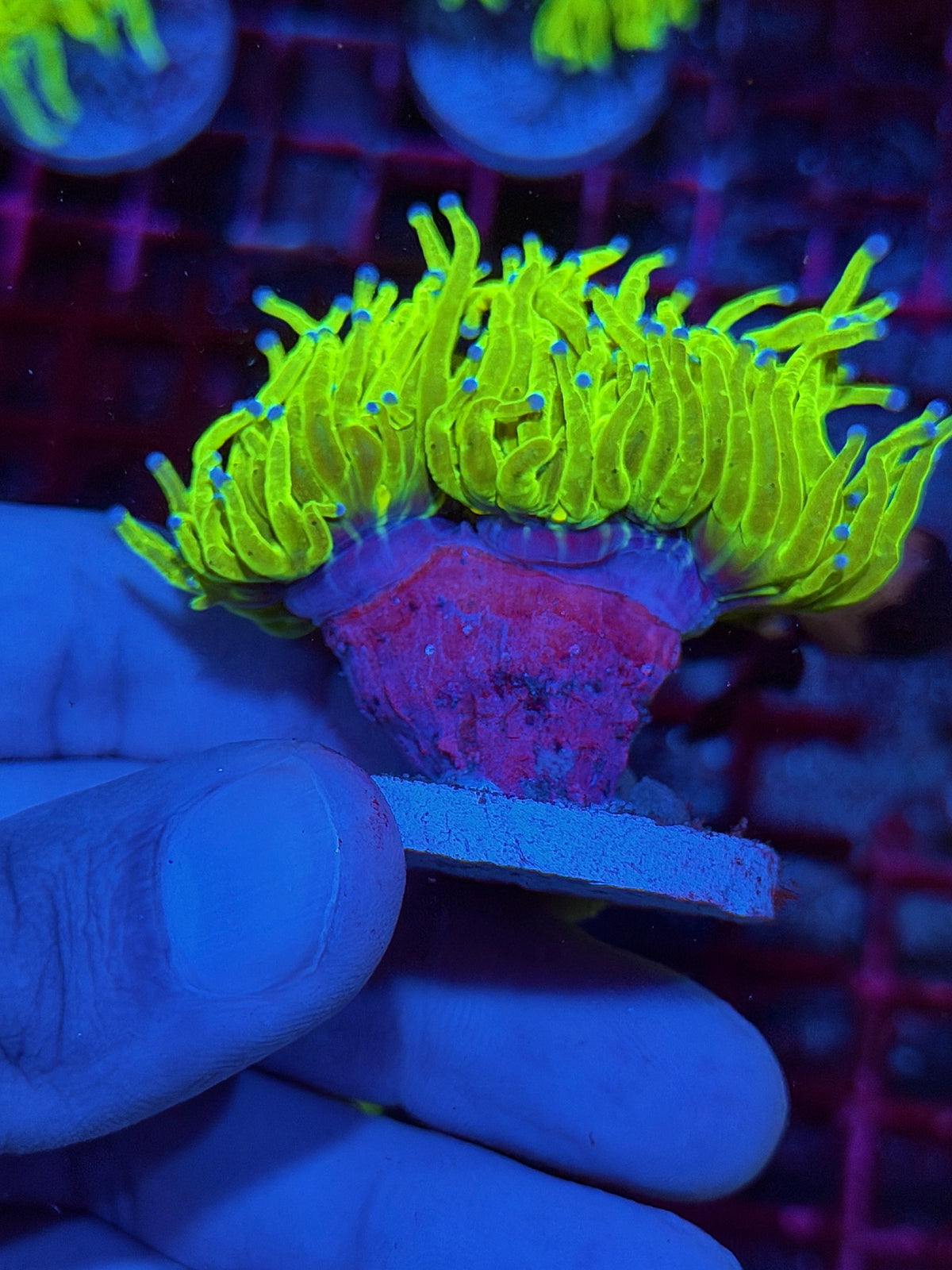 JEA Holy Grail Torch Coral 2 Heads XXL 10/25