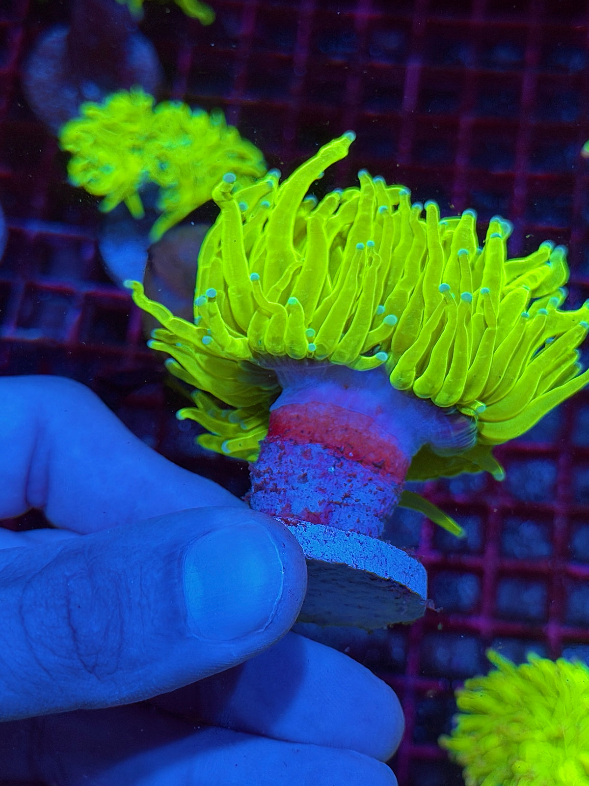 JEA Frost Bite Holy Grail Torch Coral 1 XXL Head 10/24