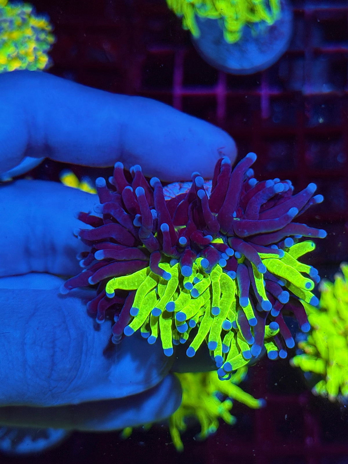 JEA Grafted Holy Grail Torch Coral 2 Heads 50/50 Split Both Grafted Collectors Piece 10/21