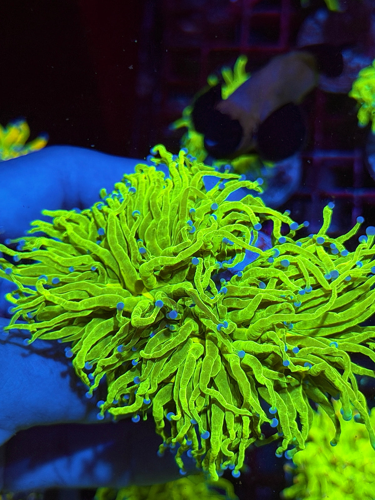 JEA Holy Grail Torch Coral 2 XXXL Heads Splitting to 4 Show Piece 10/24