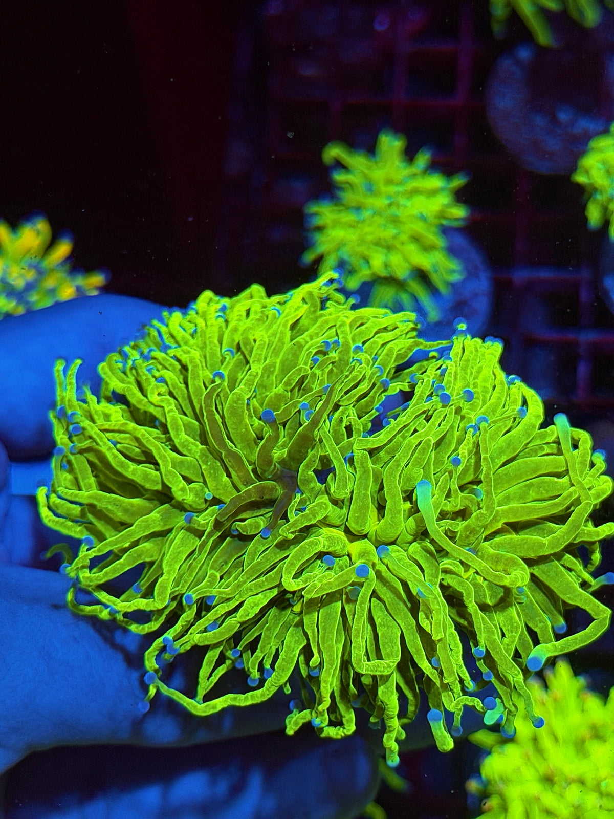JEA Holy Grail Torch Coral 2 XXXL Heads Splitting to 4 Show Piece 10/24
