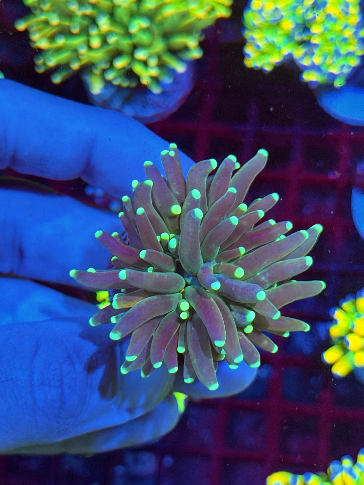 JEA Reverse Tiger Torch Coral 1 Head XL 10/21