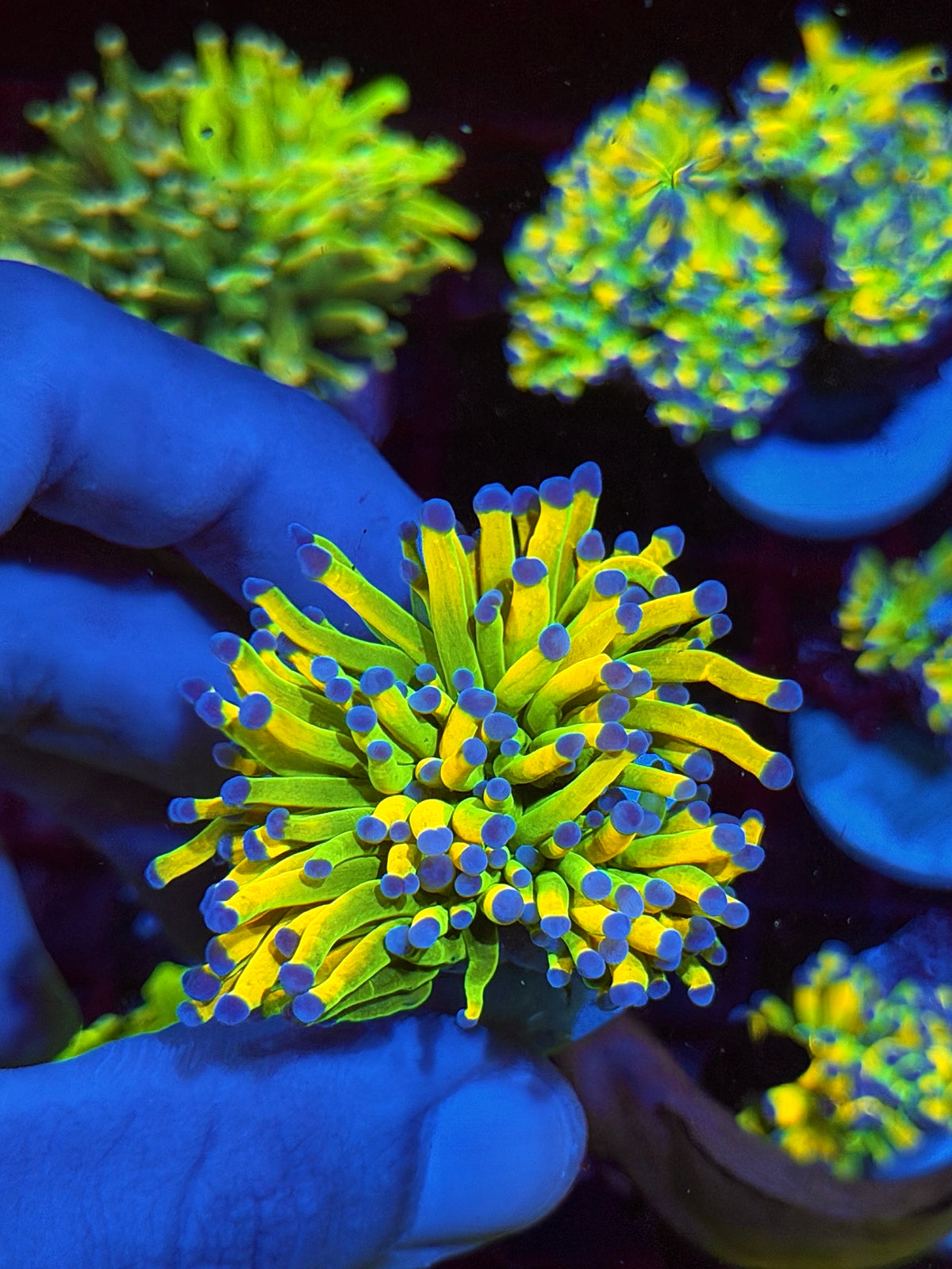 CC24K Holy Grail Torch Coral 1 Head XL 10/21