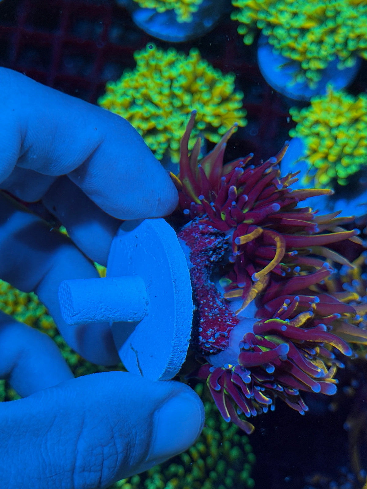JEA New York Knicks Torch Coral 3 Heads Splitting to 4 Aquacultured 10/25