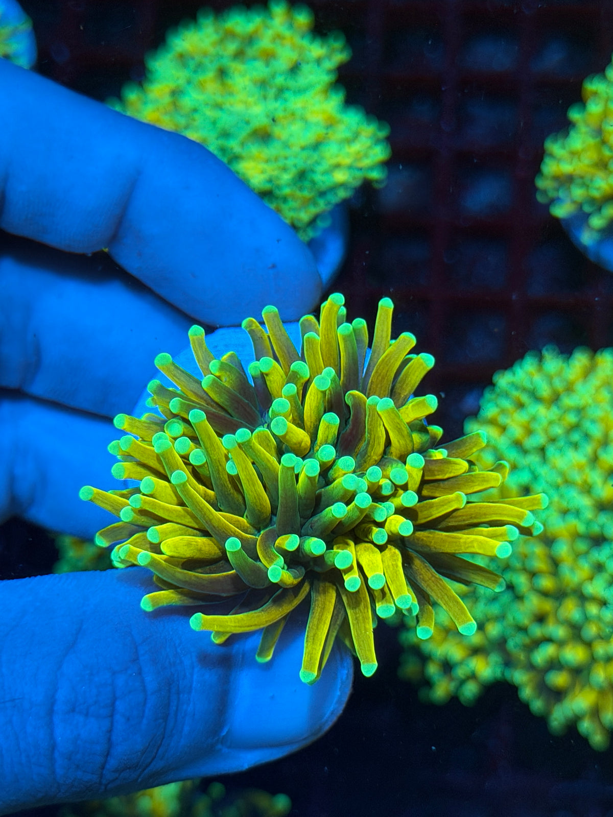 JEA Malaysian Sun God Torch Coral 1 Head XL 10/25